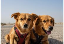 Fuga da Dubai: animali abbandonati o soppressi Emergenza animali