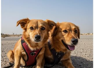 Fuga da Dubai: animali abbandonati o soppressi Emergenza animali