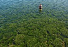 Sardegna: nuovo piano per salvare la posidonia Praterie marine
