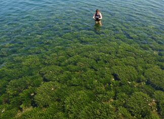 Sardegna: nuovo piano per salvare la posidonia Praterie marine
