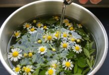 Erbe italiane: come preparare un infuso perfetto Rimedi erboristici