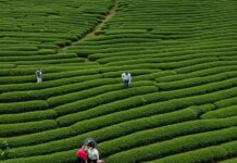 Guida al tè: come scegliere senza sprechi Consumo consapevole