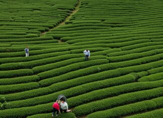 Guida al tè: come scegliere senza sprechi Consumo consapevole