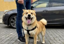 Elezioni: il cane può entrare nel seggio elettorale Elezioni cani