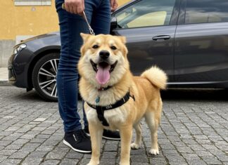 Elezioni: il cane può entrare nel seggio elettorale Elezioni cani