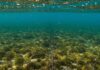 Toscana: nuovo progetto per salvare la posidonia Praterie sottomarine