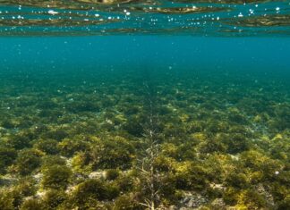 Toscana: nuovo progetto per salvare la posidonia Praterie sottomarine