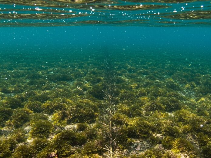 Praterie sottomarine