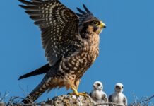 Toscana: i falchi pescatori tornano a nidificare Ritorno biodiversità