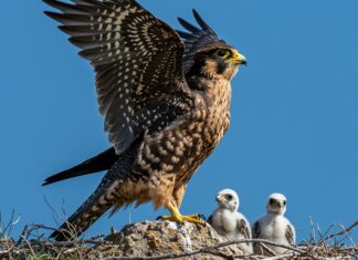 Toscana: i falchi pescatori tornano a nidificare Ritorno biodiversità