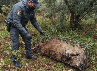 Caserta: volpe salvata da un laccio per bracconaggio Bracconaggio Caserta