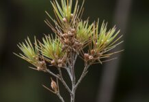 Australia: un fungo spinge una pianta all’estinzione Estinzione fungina