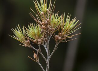 Australia: un fungo spinge una pianta all’estinzione Estinzione fungina