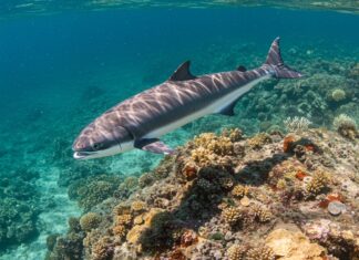 Costiera Amalfitana: avvistata una foca monaca Foca monaca