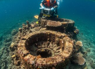 Golfo di Napoli: operazione per salvare i coralli Restauro marino
