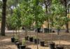 Roma: volontari piantano 300 alberi in città Riforestazione urbana