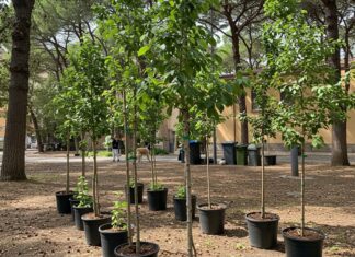 Roma: volontari piantano 300 alberi in città Riforestazione urbana