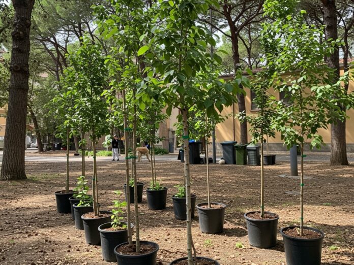Riforestazione urbana