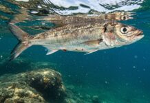 Mediterraneo: microplastiche nel 75% dei pesci Inquinamento marino