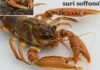 Italia: campagna contro la vendita di crostacei vivi Benessere crostacei