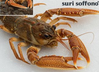 Italia: campagna contro la vendita di crostacei vivi Benessere crostacei