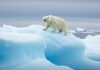 Svalbard: orsi polari ingrassano nonostante il disgelo Effetto paradosso