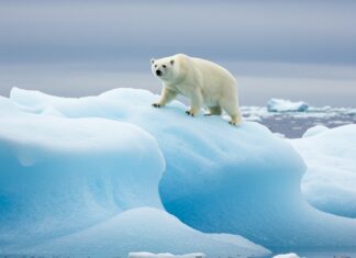 Svalbard: orsi polari ingrassano nonostante il disgelo Effetto paradosso