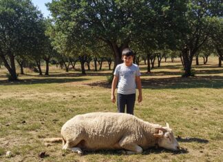 Capretta di Anagni: archiviata l’inchiesta Violenza impunita