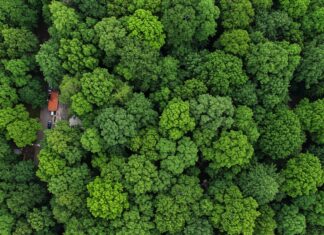 Studio rivela: più alberi nei quartieri ricchi Disuguaglianza verde