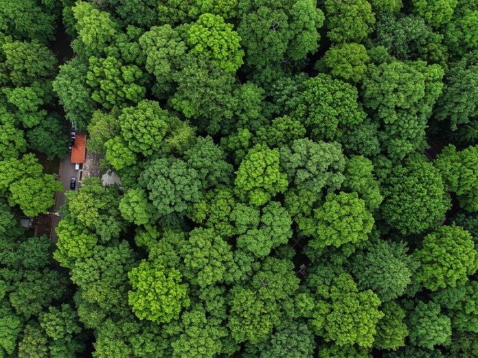 Disuguaglianza verde