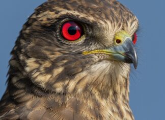 Liguria: torna in libertà una femmina di astore Fauna selvatica