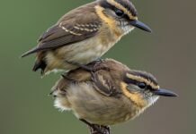 Scarafaggi: la monogamia sigillata dal cannibalismo Fedeltà estrema