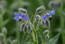 Borragine: guida a usi e benefici della pianta Pianta spontanea