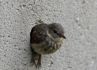 Roteglia: salvato un parrocchetto ferito Soccorso volatile
