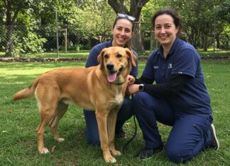 Veneto: terapia con asini per anziani e bambini Terapia assistita