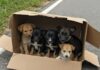 Manfredonia: cinque cuccioli salvati da un abbandono Abbandono animali