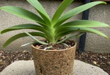 Orchidee in Italia: guida facile alla coltivazione Coltivazione orchidee