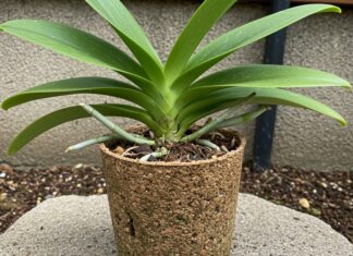 Orchidee in Italia: guida facile alla coltivazione Coltivazione orchidee