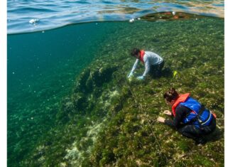 Cilento: progetto per riforestare i fondali marini Praterie marine