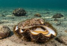 Egadi: un progetto per salvare la Pinna nobilis Conservazione marina