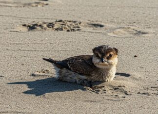 Coste italiane: piano UE per salvare il Fratino Progetto Fratino