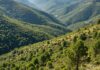 Calabria: nuovo piano di riforestazione per la Sila Biodiversità Sila