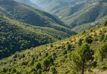Calabria: nuovo piano di riforestazione per la Sila Biodiversità Sila