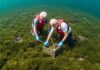 Arcipelago Toscano: over 60 per tutelare la posidonia Tutela attiva