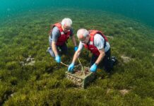 Arcipelago Toscano: over 60 per tutelare la posidonia Tutela attiva