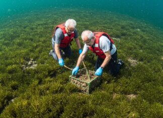 Arcipelago Toscano: over 60 per tutelare la posidonia Tutela attiva