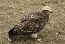 Sicilia: aquila reale monitorata con un trasmettitore Conservazione rapaci