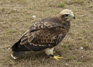 Sicilia: aquila reale monitorata con un trasmettitore Conservazione rapaci