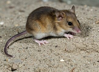 Australia, primo mammifero estinto per il clima Estinzione climatica