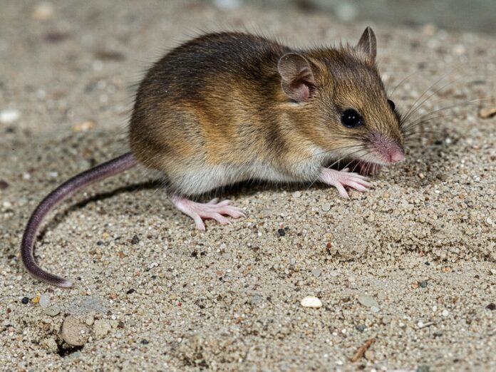 Estinzione climatica